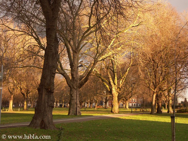 Hibla: December 31 3:50 PM the Capricorn Sun  sets on London Fields  Click for next picture