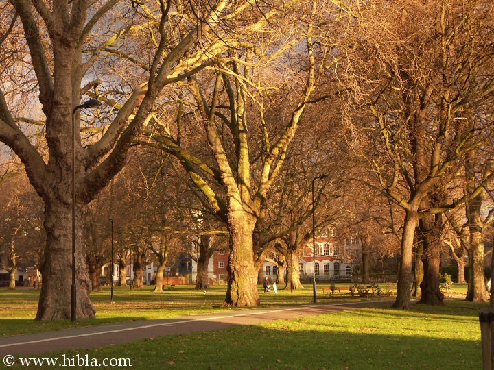 Hibla: December 31 3:50 PM the Capricorn Sun  sets on London Fields  Click for next picture