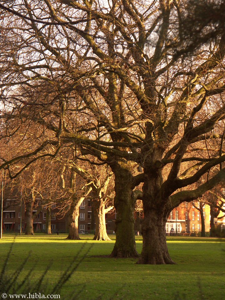 Hibla: December 31 3:50 PM the Capricorn Sun  sets on London Fields  Click for next picture