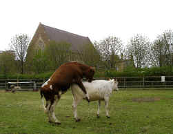 Unabashed Consummation at Hackney City Farm,  in front of  291 Gallery, Hackney Road           Tomasz Malinowski 2003